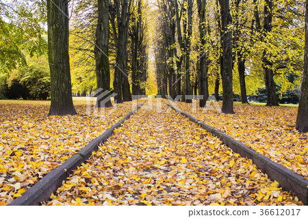 Beautiful autumn forest in national park 36612017