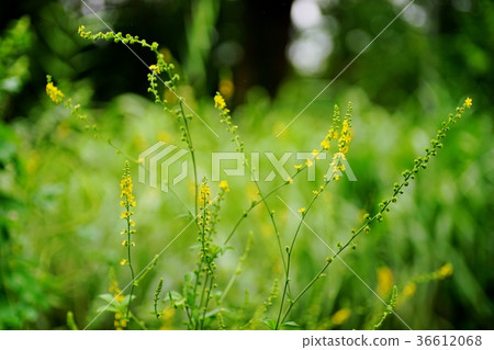 Flower of the Kinmidzuki 36612068