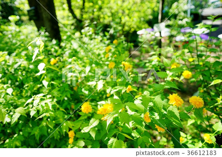 八重山歌舞伎 36612183