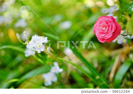 Wolf and shaga 36612284