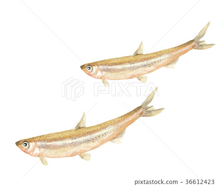 [Watercolor painting] Wakasagi Futao Wakasagi Winter fish White background PNG Copy space available 36612423