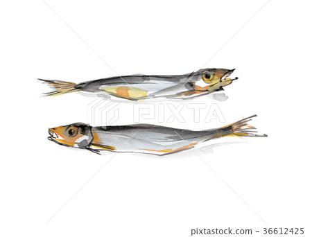 Shishamo shishamo watercolor seafood material Shishamo shishamo watercolor seafood material 36612425