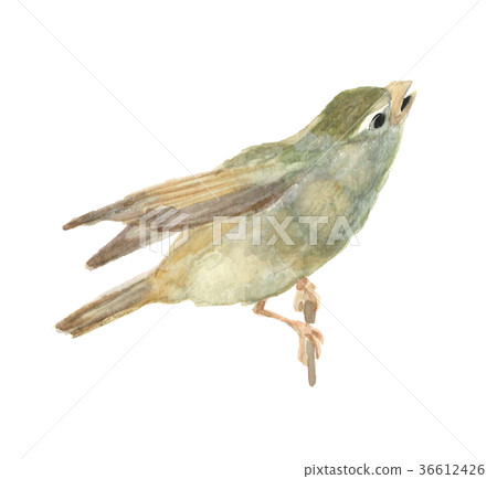 Warbler perching on a branch [Watercolor illustration] White background Transparent background 36612426