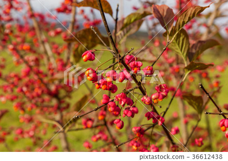 red flowers with yellow seeds red flowers with yellow seeds 36612438