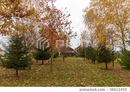 autumn landscape in the Carpathians autumn landscape in the Carpathians 36612450