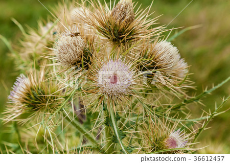 varieties of spiny plants 36612457