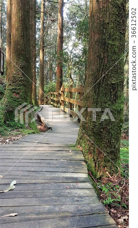 Forest trail wood plank trees plants 36612502