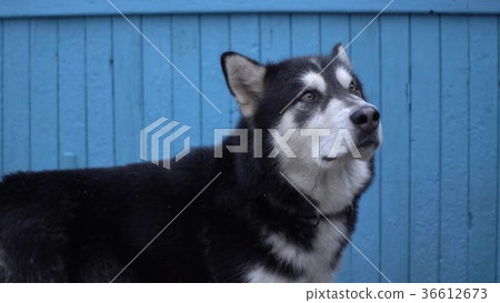 Alaskan Malamute dog stand against a blue wooden Alaskan Malamute dog stand against a blue wooden 36612673