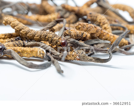 close up mushroom cordyceps this is a herbs. 36612951