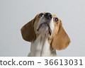 Young beagle looking up. 36613031