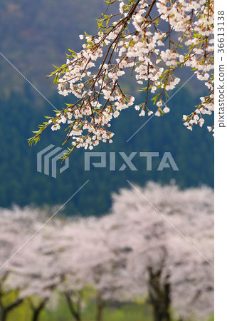 Satoyama cherry blossoms Satoyama cherry blossoms 36613138