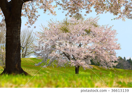 Satoyama cherry blossoms Satoyama cherry blossoms 36613139