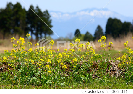 Rape blossoms and remaining snow 36613141