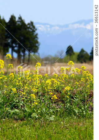 Rape blossoms and remaining snow Rape blossoms and remaining snow 36613142