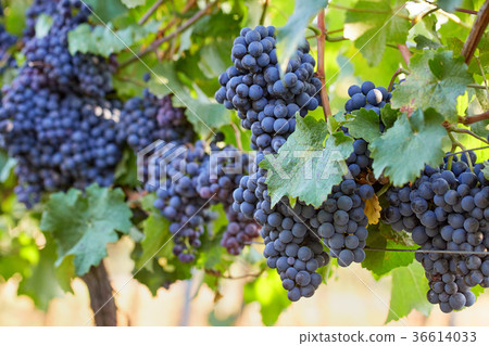 Blue grapes in the vineyard Blue grapes in the vineyard 36614033
