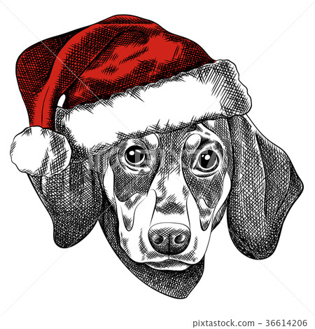 Vector illustration of a Dachshund dog for a 36614206