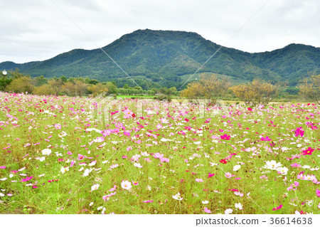 Cosmos of Kamisugata Park (Niigata Prefecture) 36614638