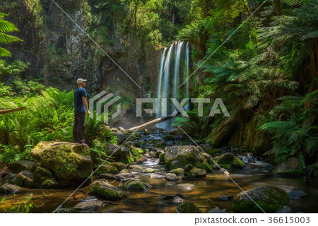 Young hiker looks at the Hopetoun Falls in Young hiker looks at the Hopetoun Falls in 36615003