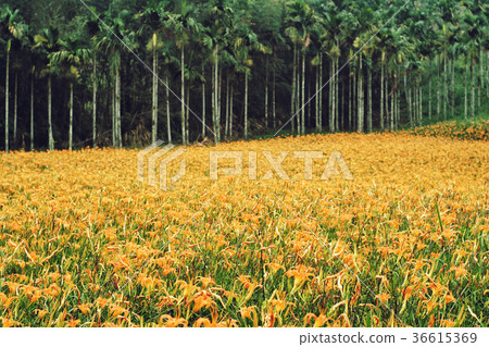 Golden needle flower, flower, landscape, scenery Golden needle flower, flower, landscape, scenery 36615369