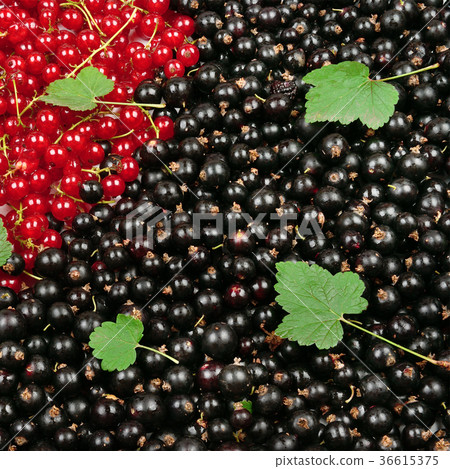 Black and red currant with green leaves. Black and red currant with green leaves. 36615375