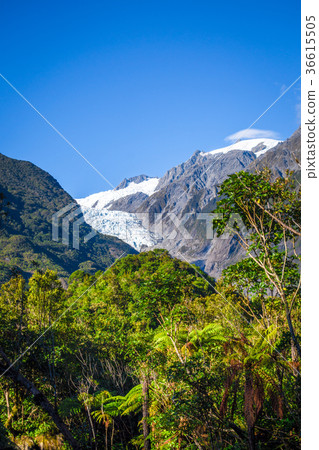 Franz Josef glacier and rain forest, New Zealand 36615505