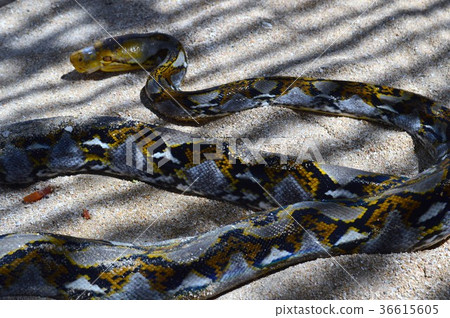 Balinese snake 36615605