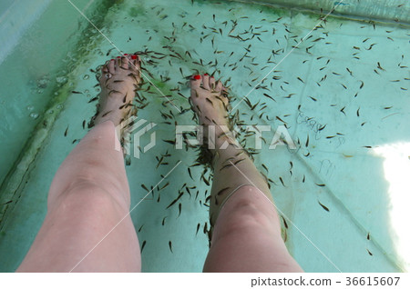 Doctor fish (foot) Doctor fish (foot) 36615607