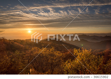 Forest and morning sun in the direction of Mt. 36615902