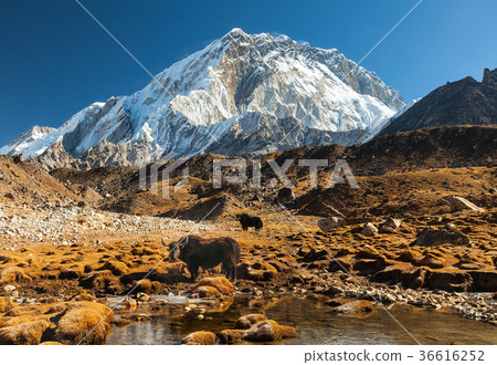 Nuptse, Everest region, Himalaya, Nepal 36616252