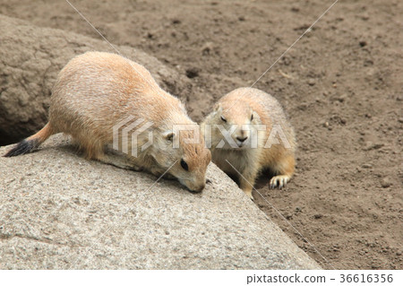 2 prairie dogs | prairie dogs animal photography 2 prairie dogs | prairie dogs animal photography 36616356