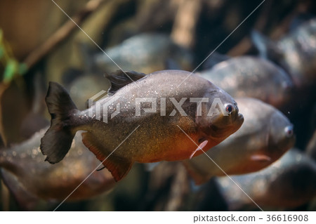 Red-bellied Piranha Or Red Piranha Fish 36616908