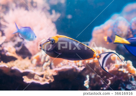 Barcheek Unicornfish Or Clown Tang Or Masked Barcheek Unicornfish Or Clown Tang Or Masked 36616916