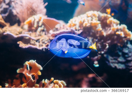 Blue Tang Fish Paracanthurus Hepatus Swimming In 36616917