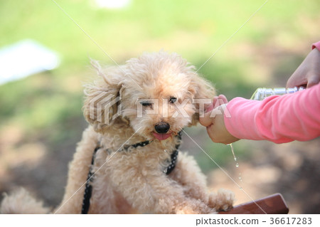 飲用水貴賓犬|狗圖片動物圖片|狗肖像 36617283
