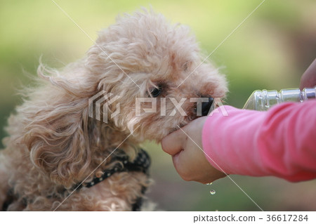 飲用水貴賓犬|狗圖片動物圖片|狗肖像 36617284
