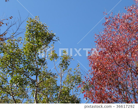 Blue sky and green and red 36617292