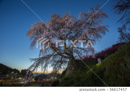 黎明前Mamoe櫻花盛開 36617457