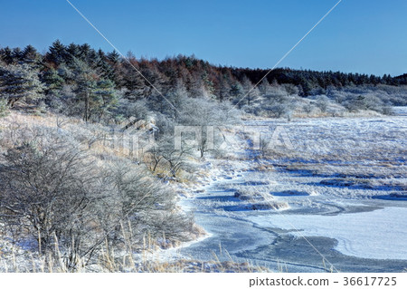 Yashimagahara wetlands in winter 36617725