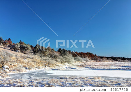 Yashimagahara wetlands in winter 36617726