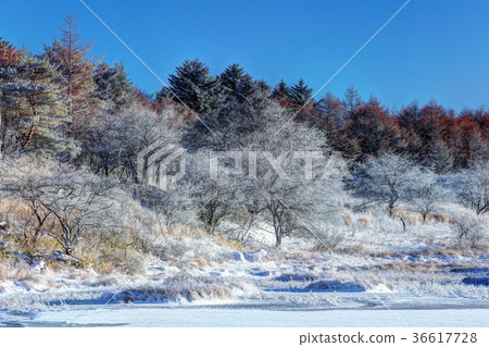 Yashimagahara wetlands in winter 36617728