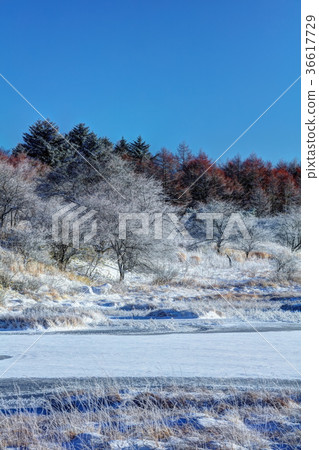 Yashimagahara wetlands in winter 36617729