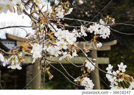 Hama Rikyu En Garden來自前伊那神社的櫻花 Hama Rikyu En Garden來自前伊那神社的櫻花 36618247