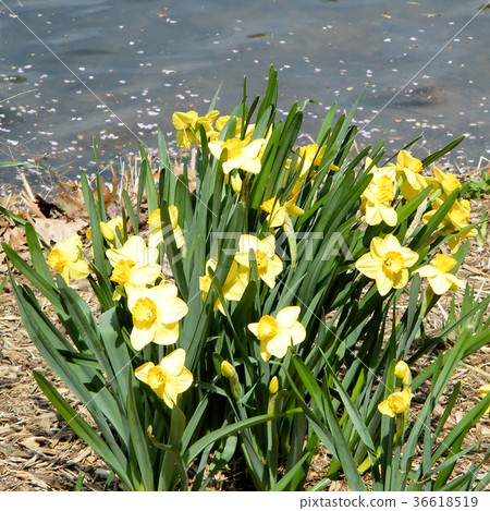 Vienna yellow narcissuses 2010 36618519