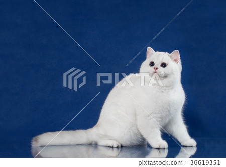 British white shorthair young cat with magic Blue 36619351