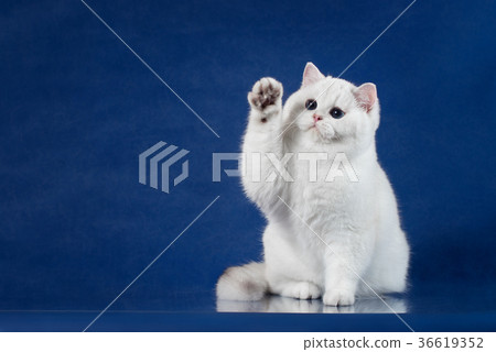 British white shorthair playful cat with magic British white shorthair playful cat with magic 36619352