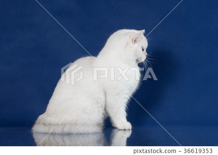 British white shorthair young cat with magic Blue 36619353