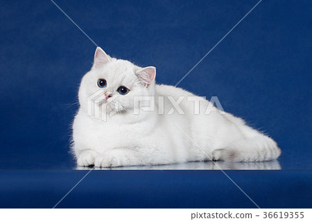British white shorthair young cat with magic Blue British white shorthair young cat with magic Blue 36619355