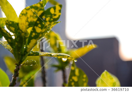 柿葉，柿葉，植物 36619710