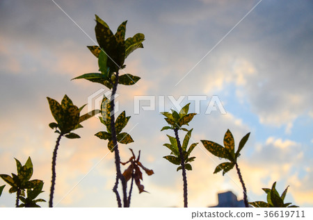 柿葉，柿葉，植物 36619711