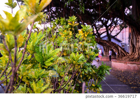 柿葉，柿葉，植物 36619717